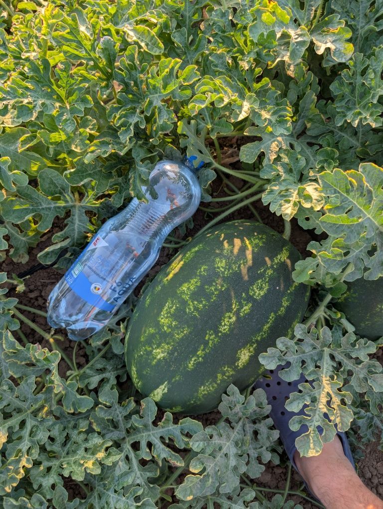 Vand pepeni verzi mirsini
