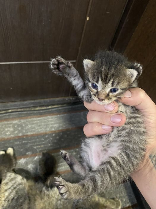 Отдам котят в добрые руки