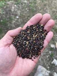 суданк кинелская 100 суданки семена высший сорт готовы к посеву