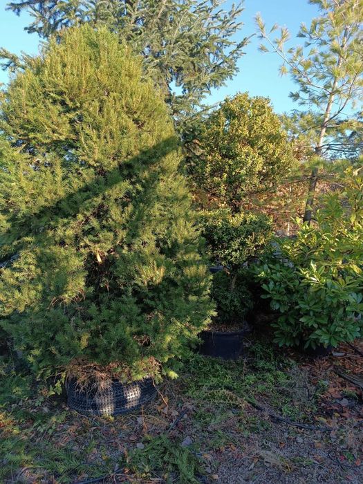 Големи школувани  иглолистни дървета.  София