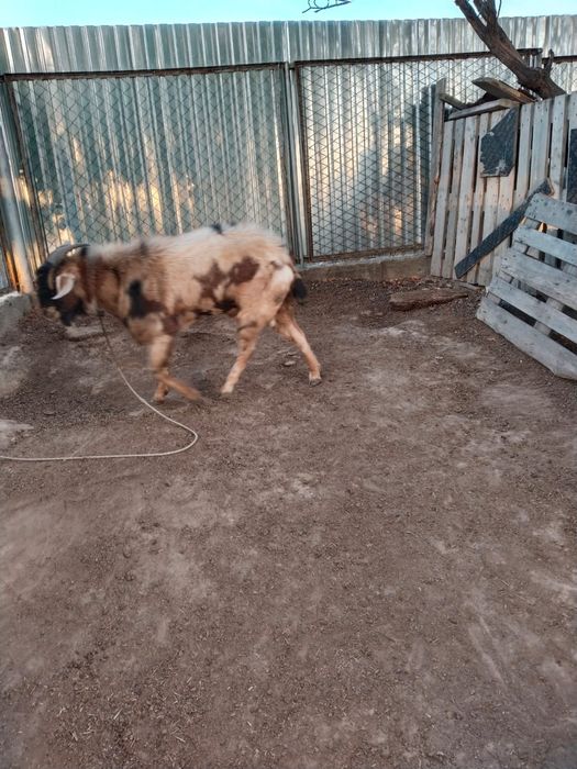 Продам Козла Альпийский