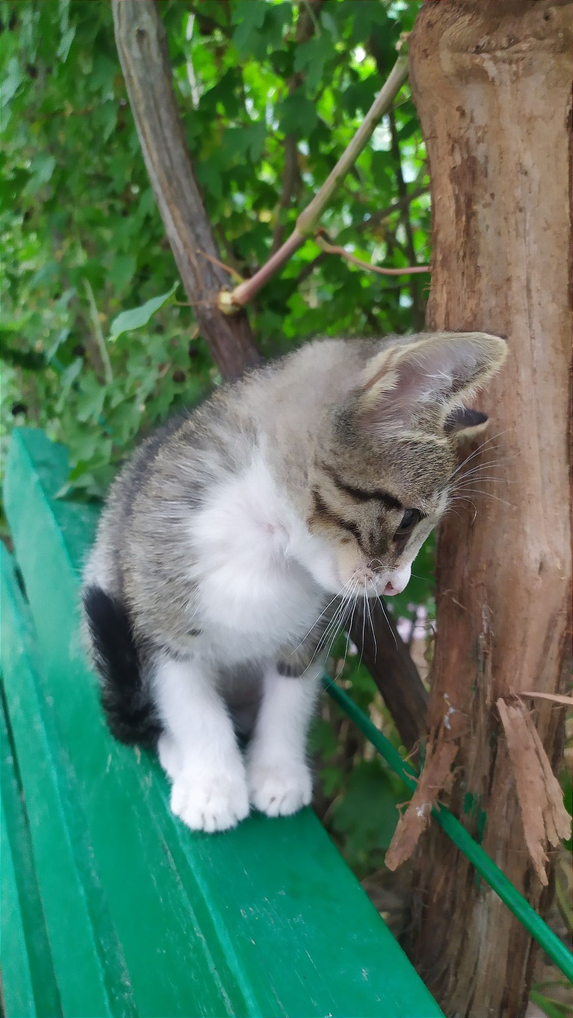Котёнок, мальчик, 2 месяца. Чирчик.