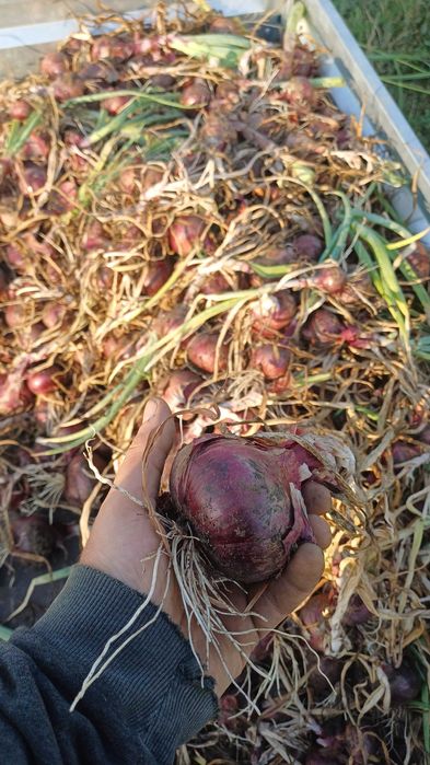 Ceapă Roşie Red Baron: Fără Chimicale, din Arpagic Bio!