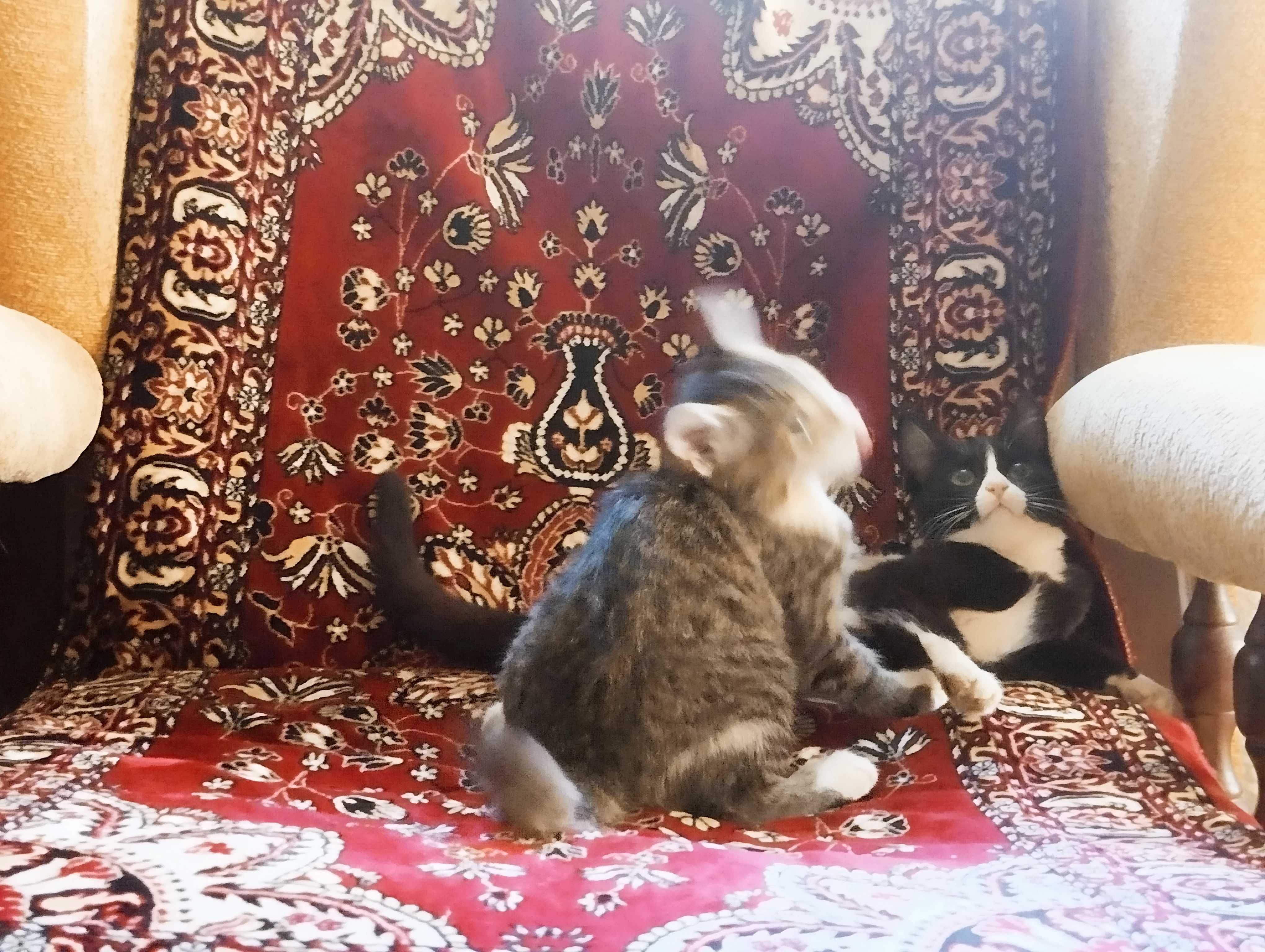 Нежнейшая кошечка тигрового окраса и игривая биколорная в добрые руки