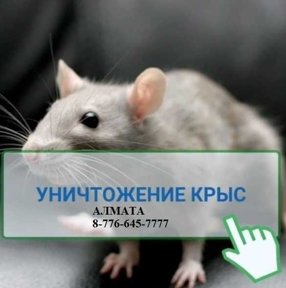 ‼️ Уничтожение мышей крыс тараканов клопов блох ‼️ обработка ‼️ №235