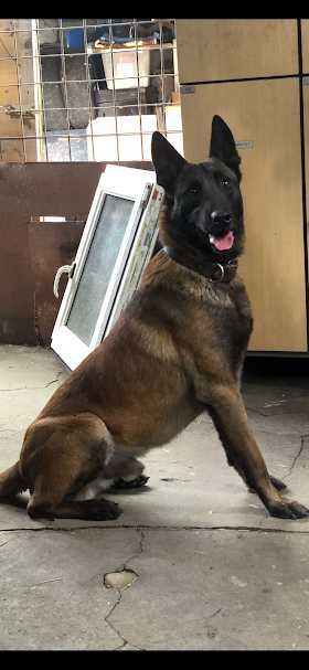 ciobanesc belgian malinois