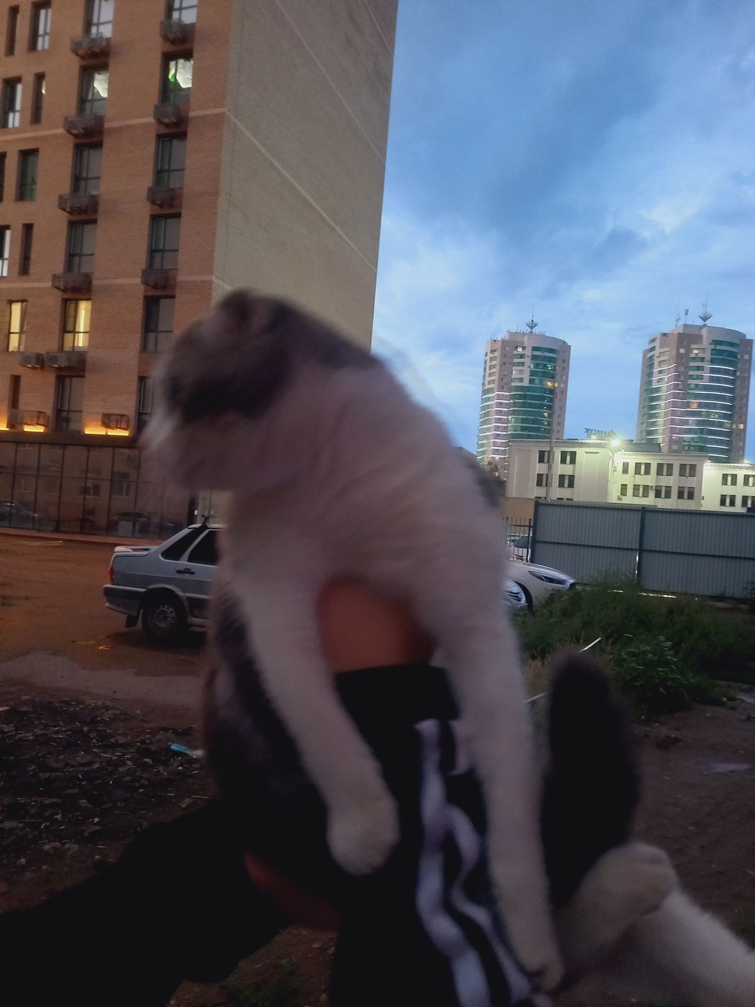 Вислоухая шотланка