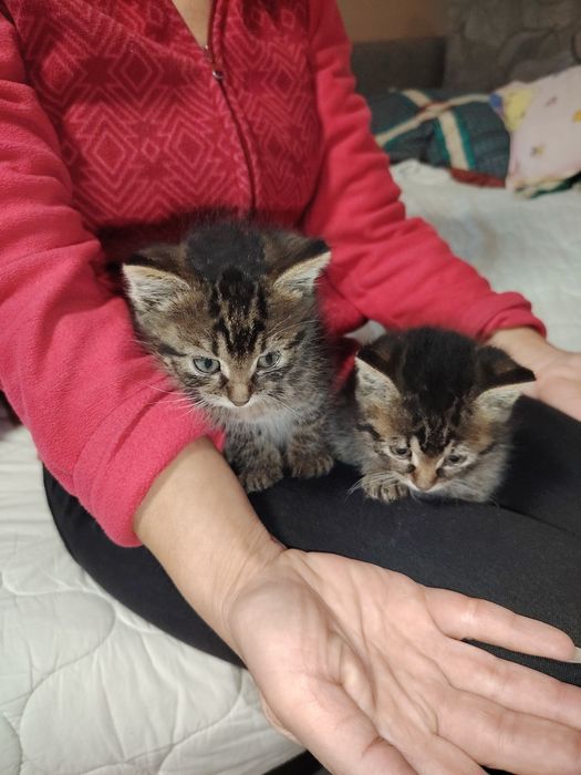 Donez doi pui pisica cca 2 luni