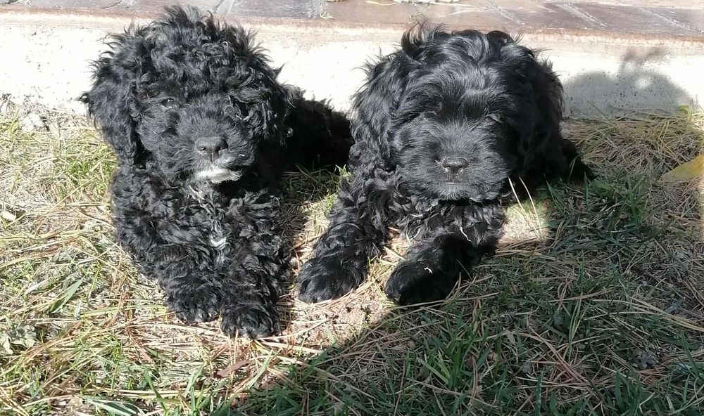 Кавапу & Cavapoo