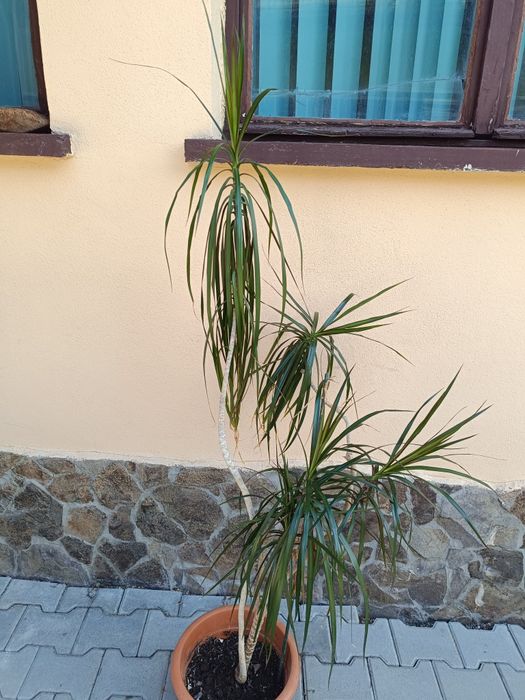 Dracaena marginata