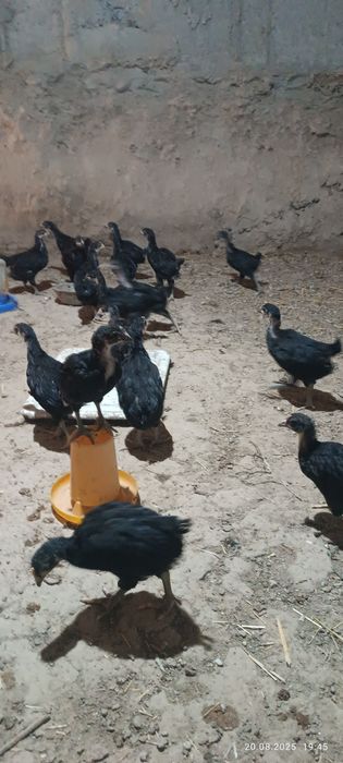 Кора Шахзода жужалар бор