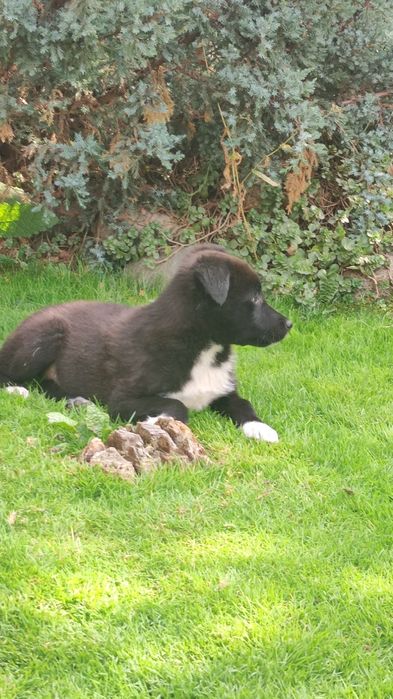 Щеночки девочки ищут дом и добрых ответственных хозяев