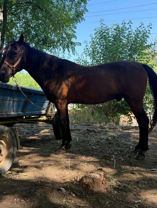 Cal de vanzare  perfect pentru gospodarie / lucru