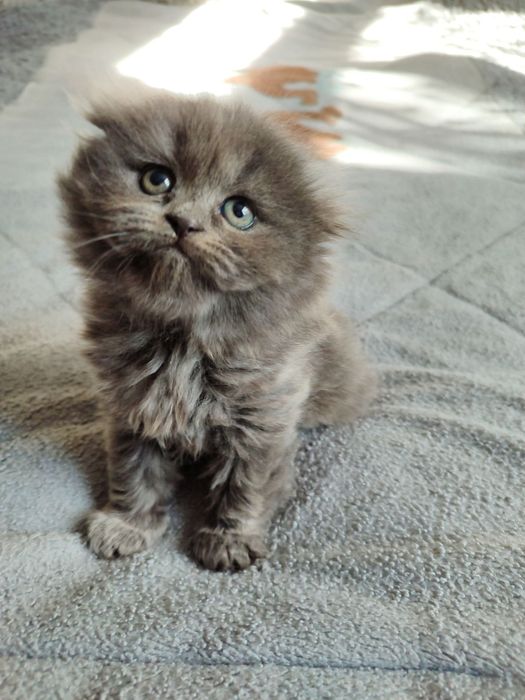 котенок скотиш фолд девочка хайленд