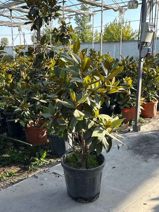 Magnoliya grandiflora