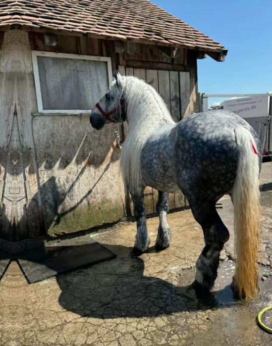 Vând mânz de 5 luni din părinți grei