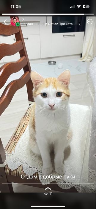 Отдам котенка в добрые руки