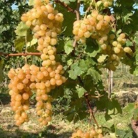 Vita de vie nobilala alba de vin