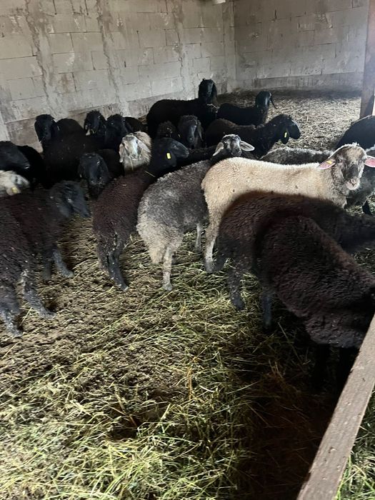 Miei karakul de ținut