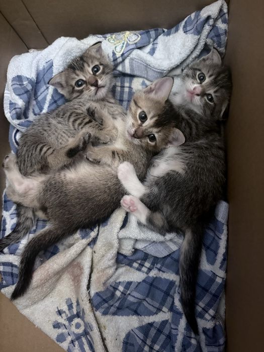 Котята 4х недельные