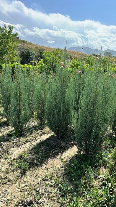 Маживельник блюаро