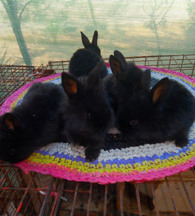 Karlik baran quyon bollar