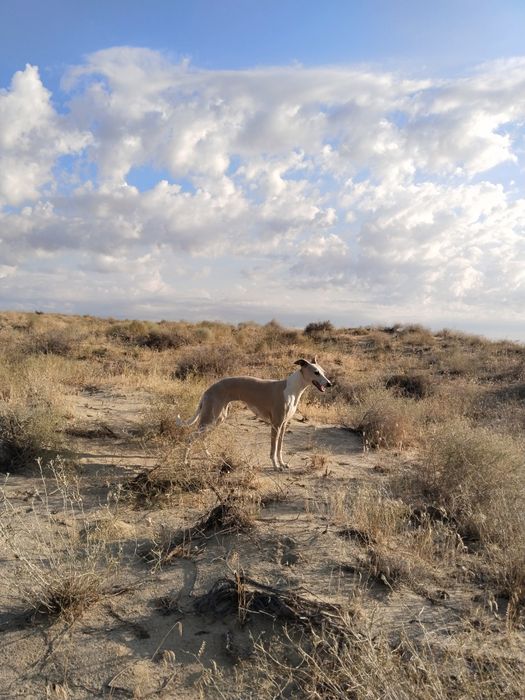 Потерялась уиппет