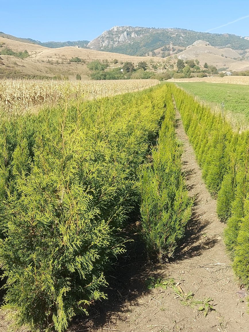 Vand leylandii 150-160 cm ,  gard viu