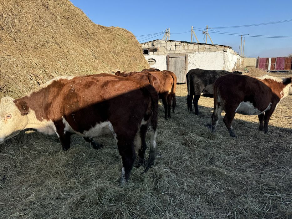 Продам 8 голов белоголовый коров или обмен на бычков жеребчики 1.5-2 г