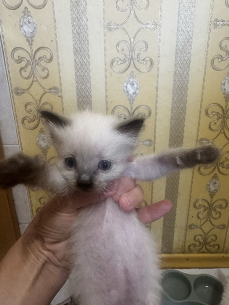 Котенок , кішкентай мысықтар бар