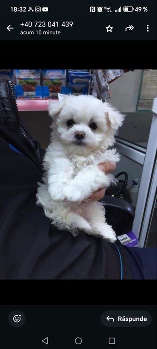 Bichon maltez mini toy
