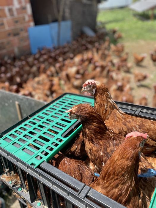 Кокошки носачки...