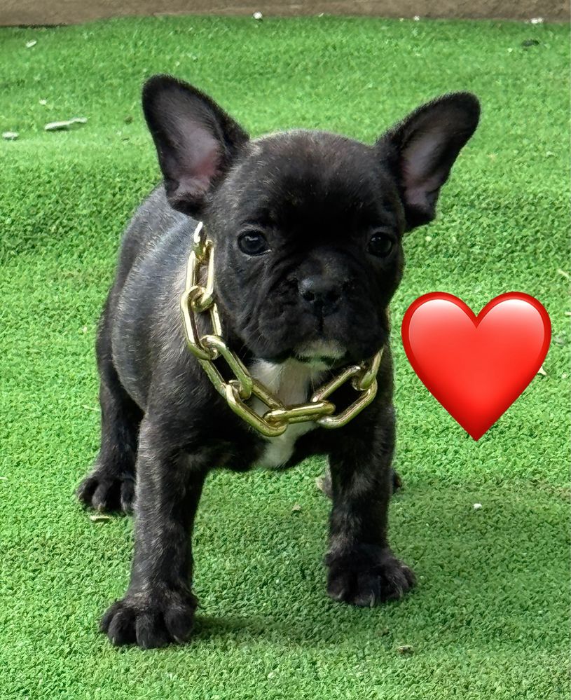 Femela buldog francez