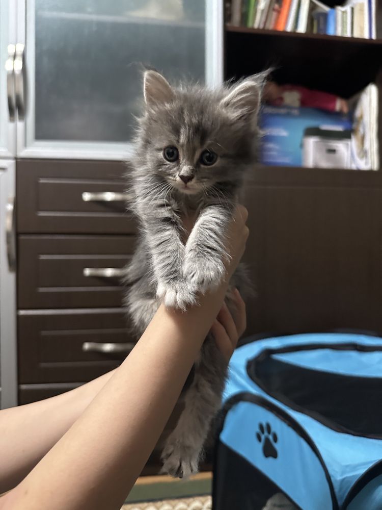 Котята скотиш фолд и скоттиш страй