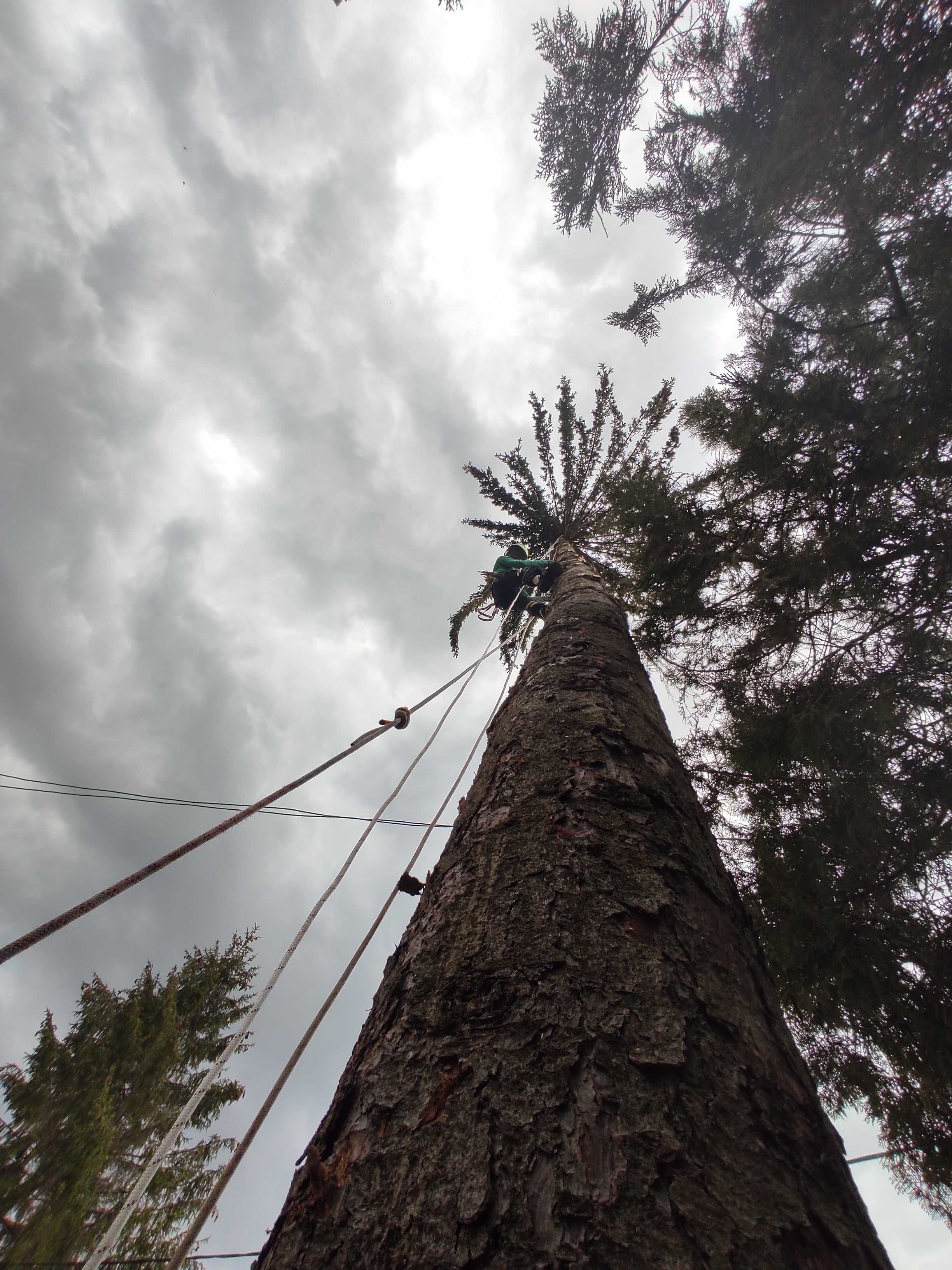 Toaletare Taiere Copaci Pomi Zalau Servicii Firma Alpinisti Arboristi