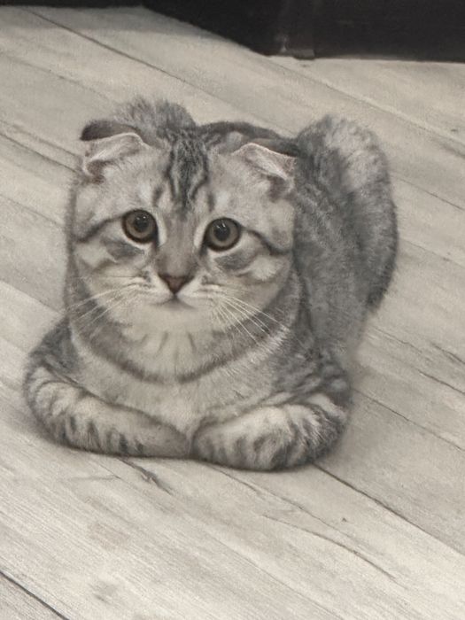 Вислоухий кот, вязка