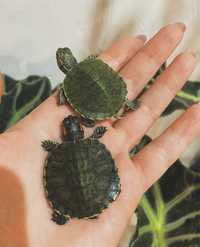 Черепахи красноухие малыши в зоомагазине «Живая Природа»