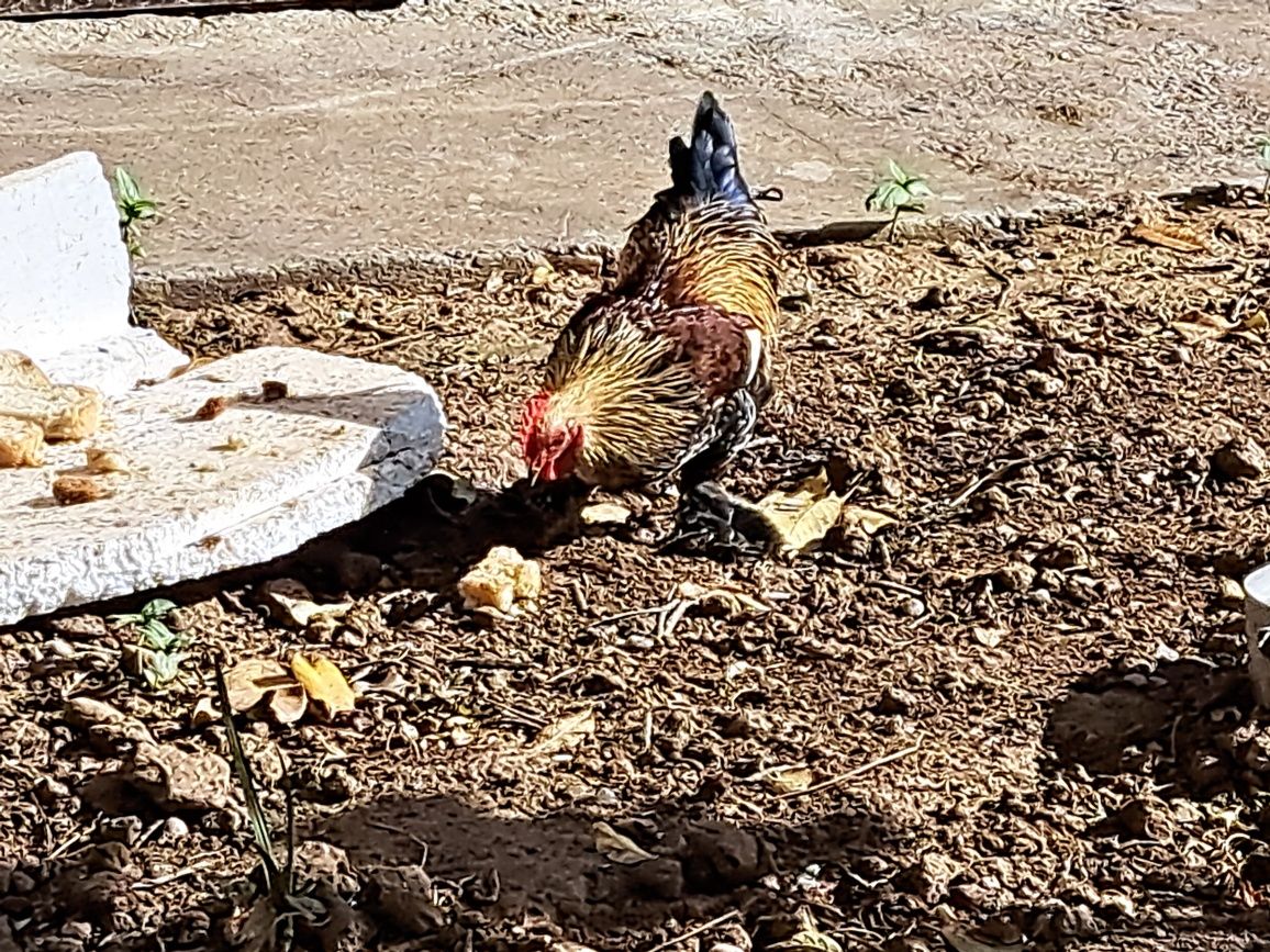 Японские курицы и петухи