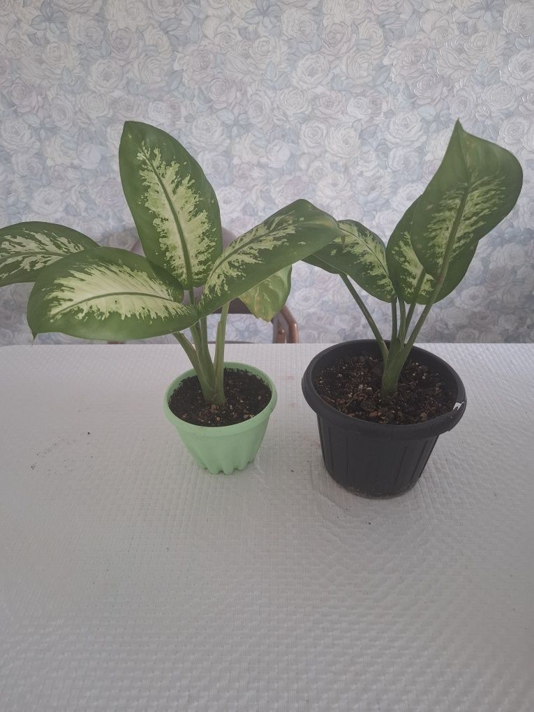 Продам диффенбахия