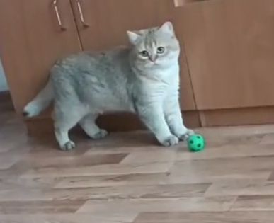 Вязка кота — золотистая шиншилла

Молодой кот для вязки.
Возраст: 1 го