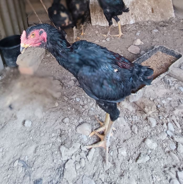 Кулянги Хорозлар