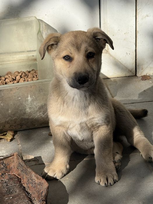 Catelusi pentru adoptie