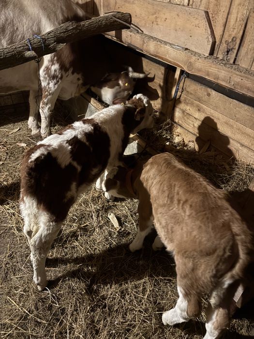 Vaca de 6 ani cu 2 vitei , un tauras si o vitea