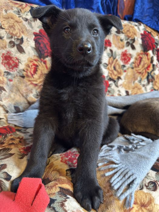 Catelusa ciobanesc german cauta casuta