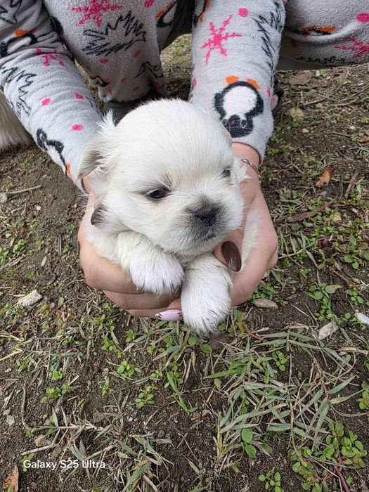 Продавам Пекинези