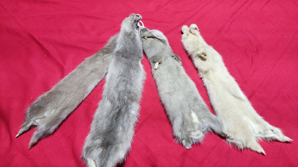 Шкурки норки есть 10шт