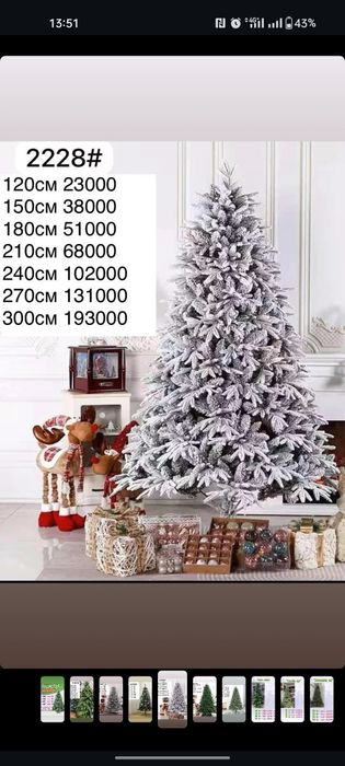 ЕЛКИ ЕЛКА ШИРОКИЙ Выбор Ассортимент на Ёлок всех видов