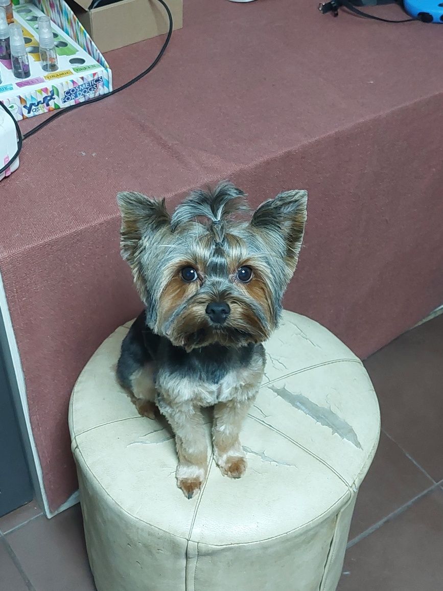 coafura canina Dog Barber