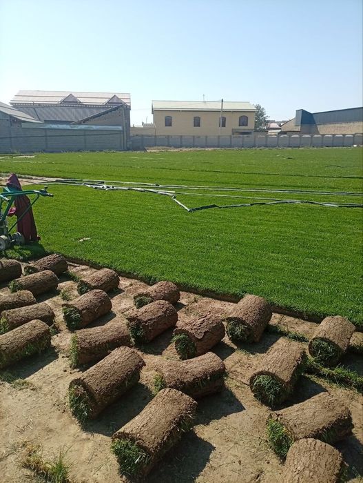 Archa Va gazon Lanshaft xizmatlari bor