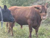 Vând lot Angus (Taur, tăurași,Vaci, viței)